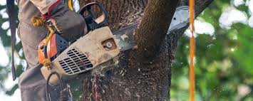 Best Fruit Tree Pruning  in Adamstown, PA