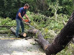 Best Tree Risk Assessment  in Adamstown, PA