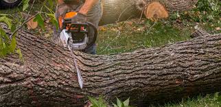 Best Tree Preservation Services  in Adamstown, PA