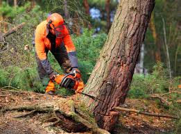 Best Tree Cabling and Bracing  in Adamstown, PA