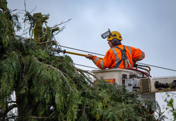 Best Tree and Shrub Care  in Adamstown, PA