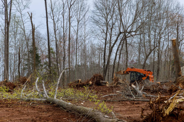 How Our Tree Care Process Works  in  Adamstown, PA
