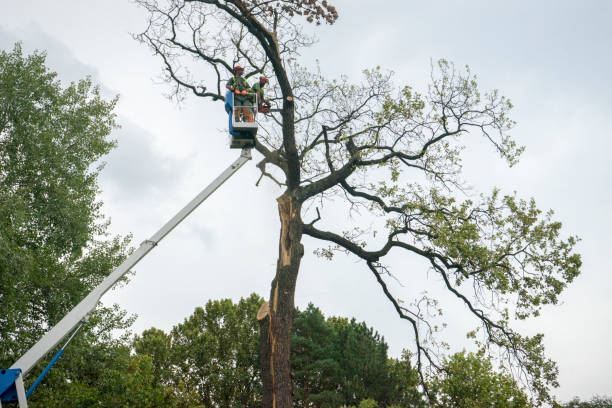 Best Tree Mulching  in Adamstown, PA
