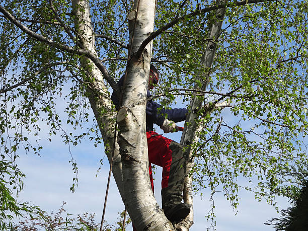 Professional Tree Care in Adamstown, PA