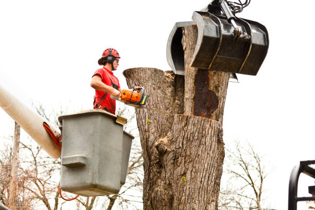 Best Storm Damage Tree Cleanup  in Adamstown, PA