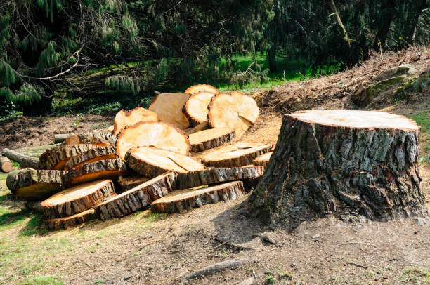 Best Root Management and Removal  in Adamstown, PA